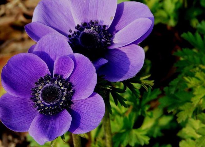 Chinese anemone health benefits wellness China